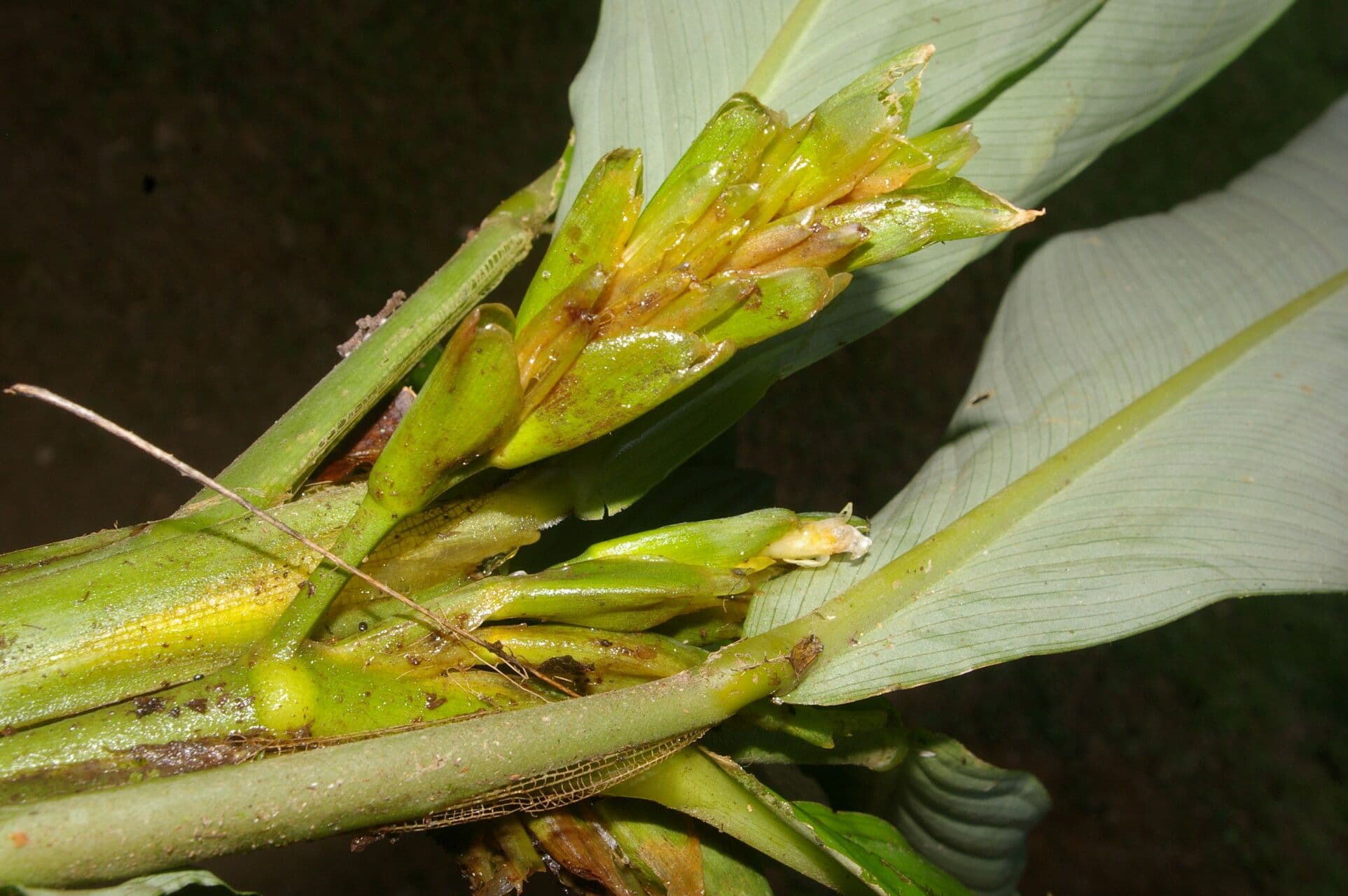Hylaeanthe 9