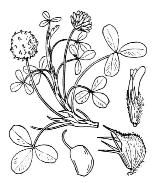 Erdbeerklee 30