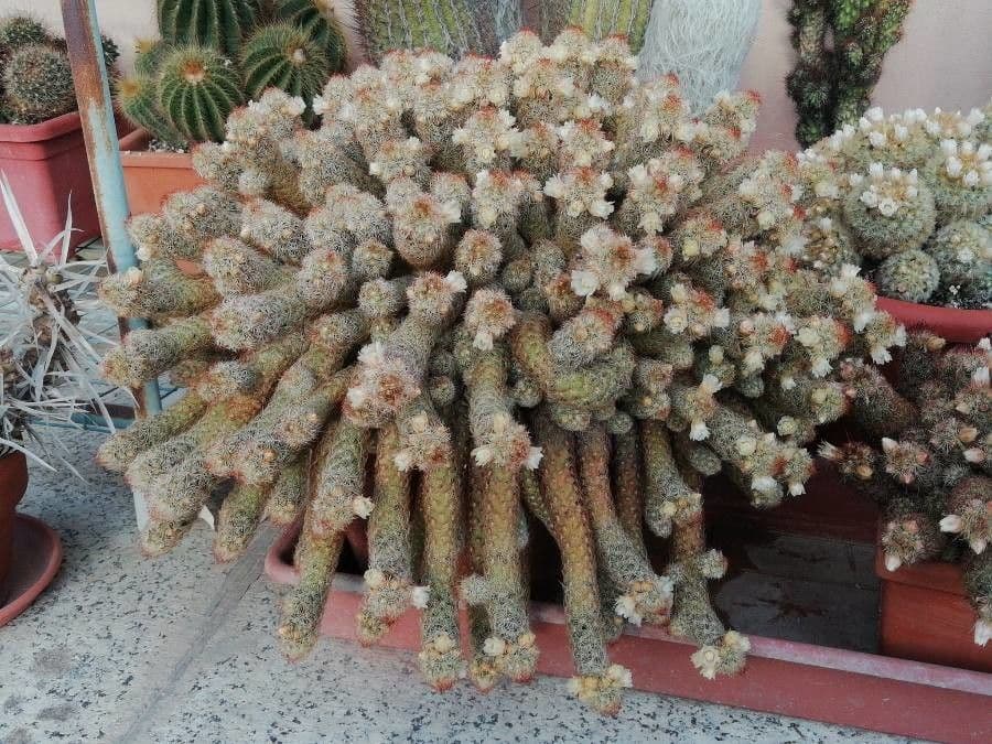 Cactus stella dorata 8