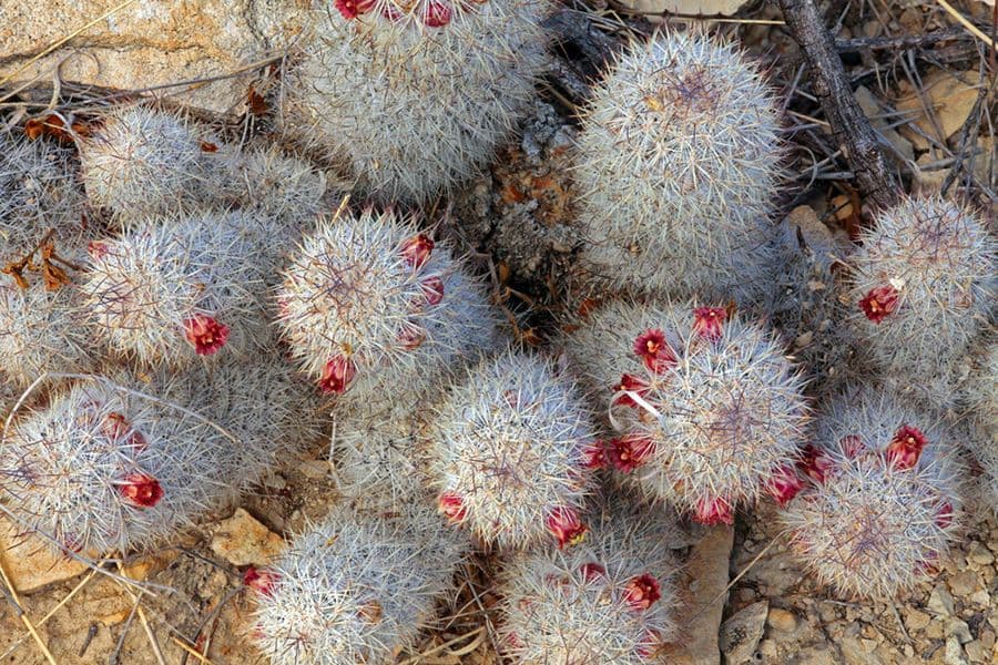 Cactus Mammillaria à queue de rat 4
