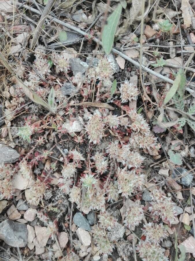 Paronichia araba 6