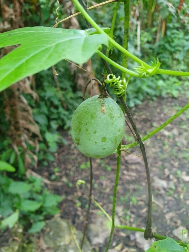 Passiflora