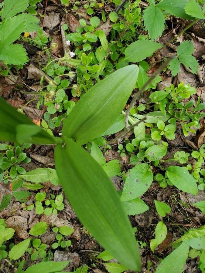 Platantera boreale 11
