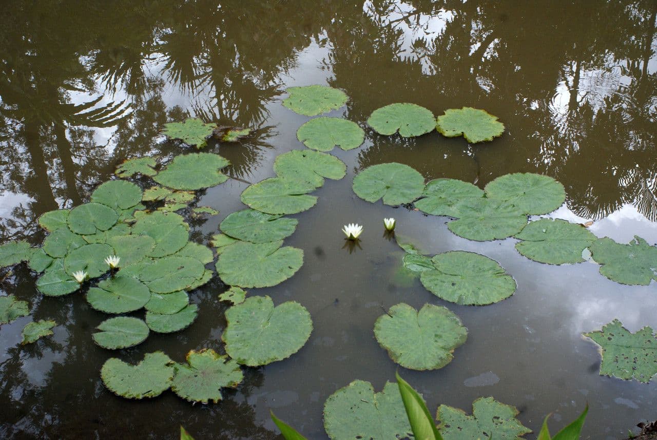 Breitblättrige Seerose 6