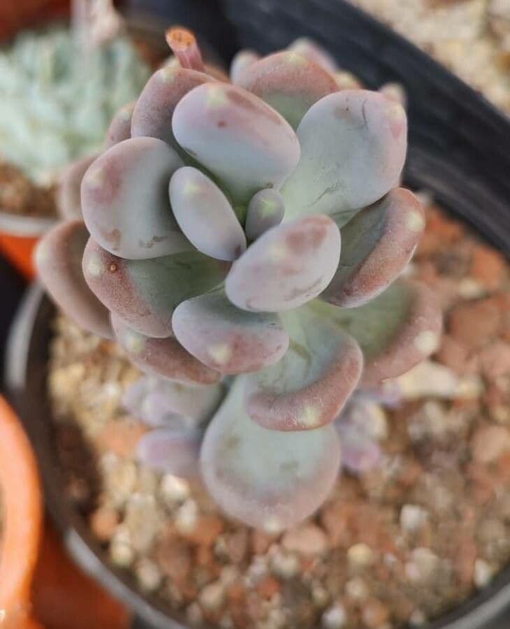 Pachyphytum 2