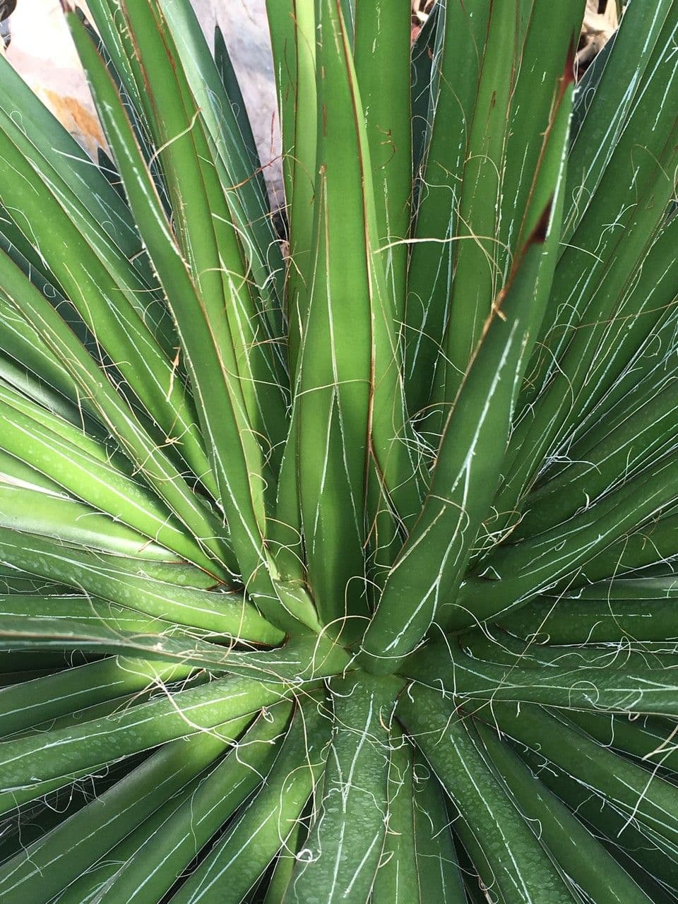 Agave filifera 19
