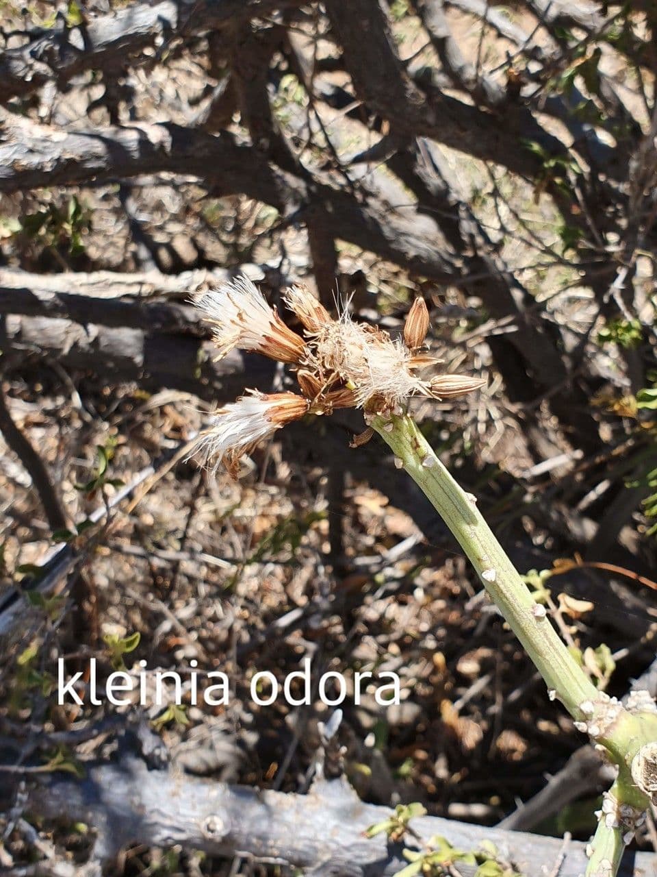 Kleinia odorosa 2