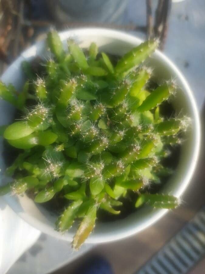Rhipsalis 10