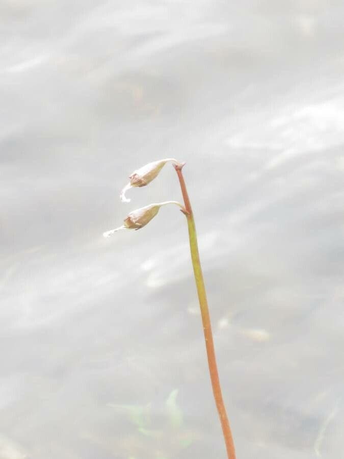 Lobelia acquatica 7