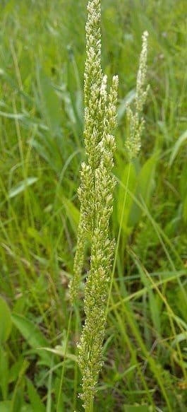 Herbe 7