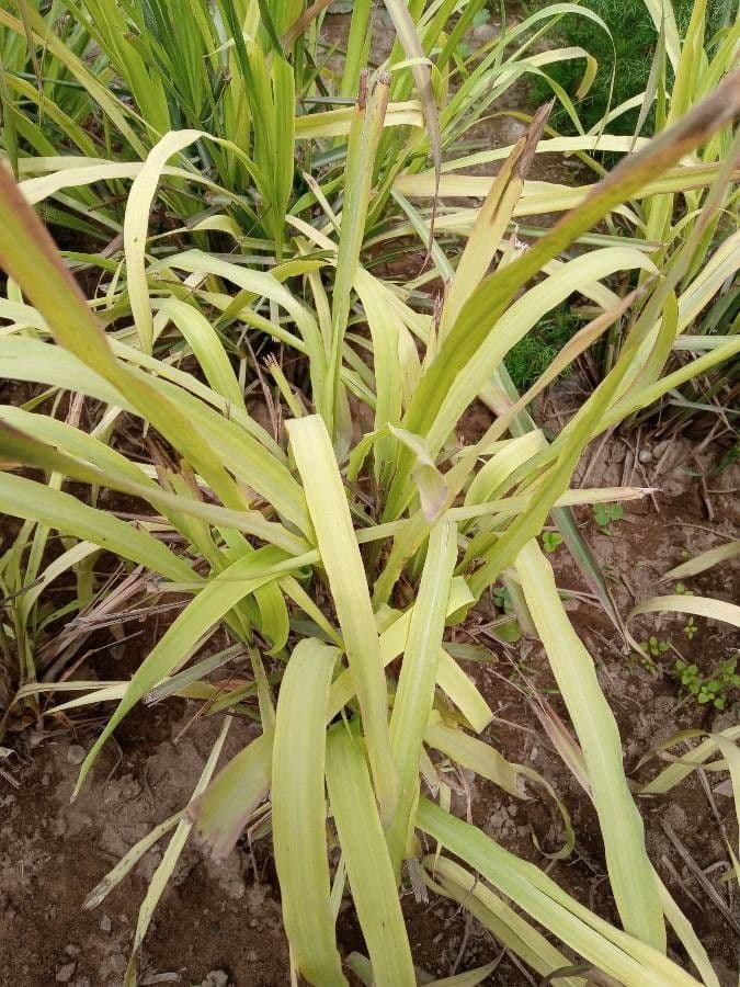 Citronella 26
