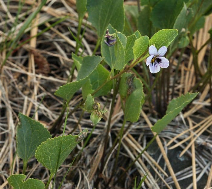 Viola 10