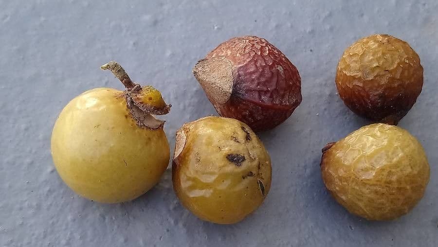Sapindus indiano 2