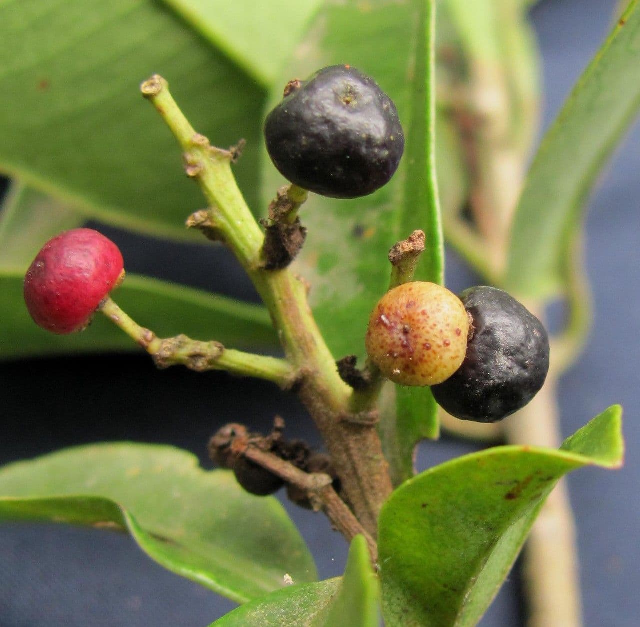 Ardisia escallonioides