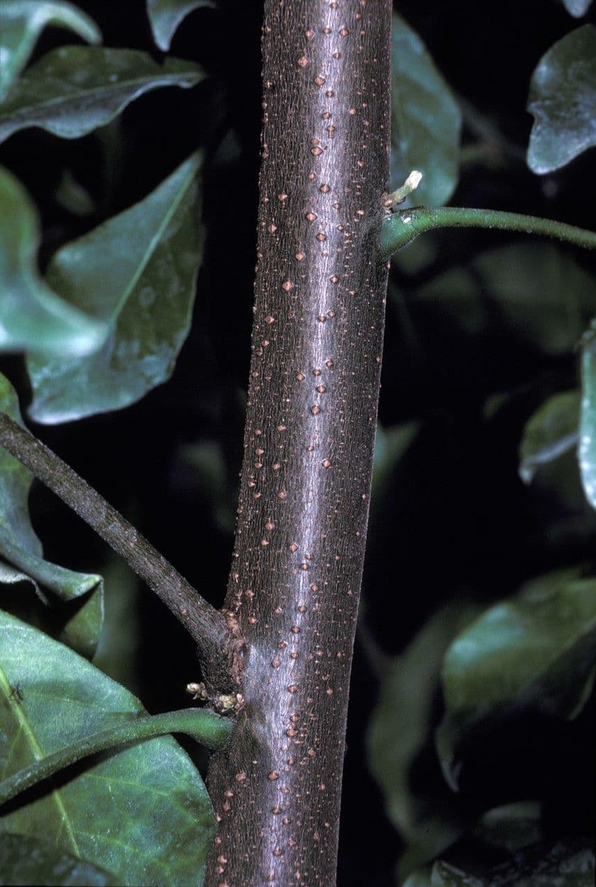 Trichilia havanensis 18