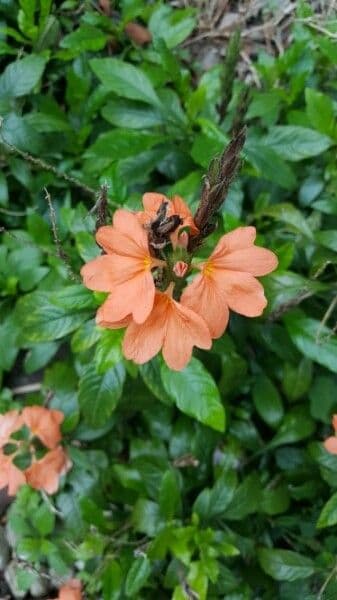 Crossandra 10