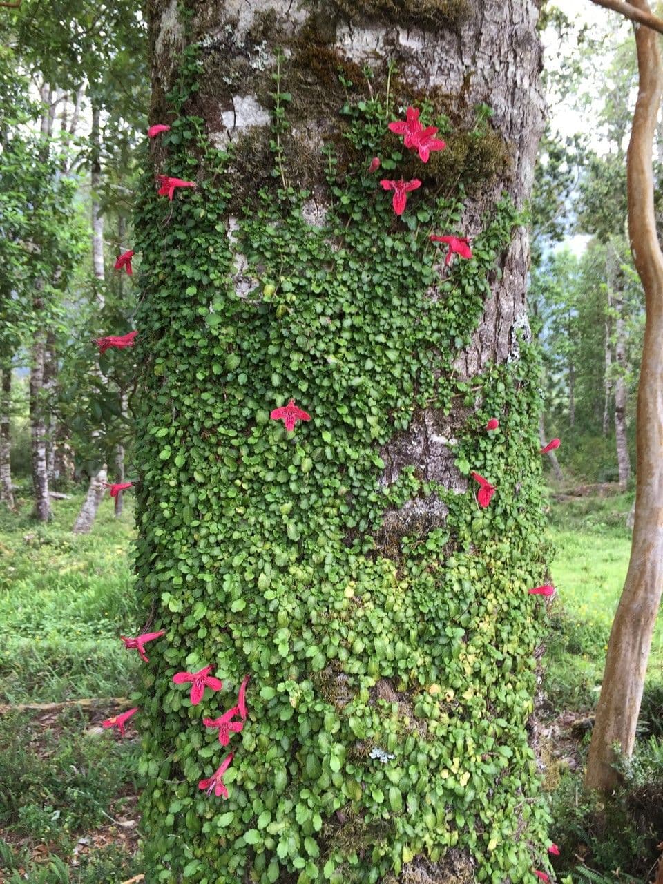 Asteranthera 24
