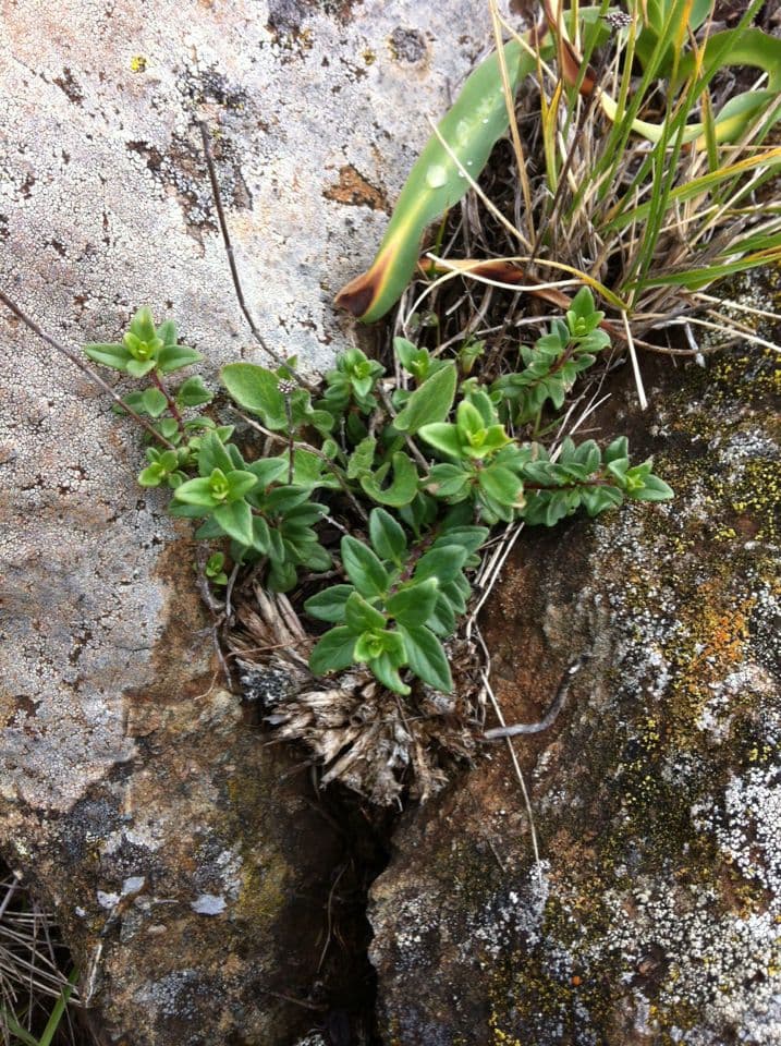Monardella purpurea 11
