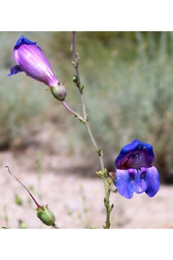 Penstemon 4