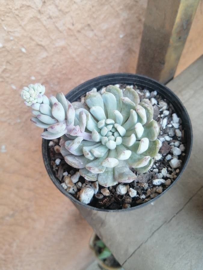 Pachyphytum 3