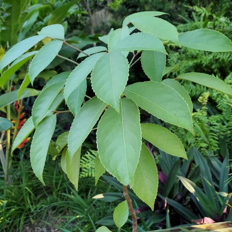 Bischofia javanica 15