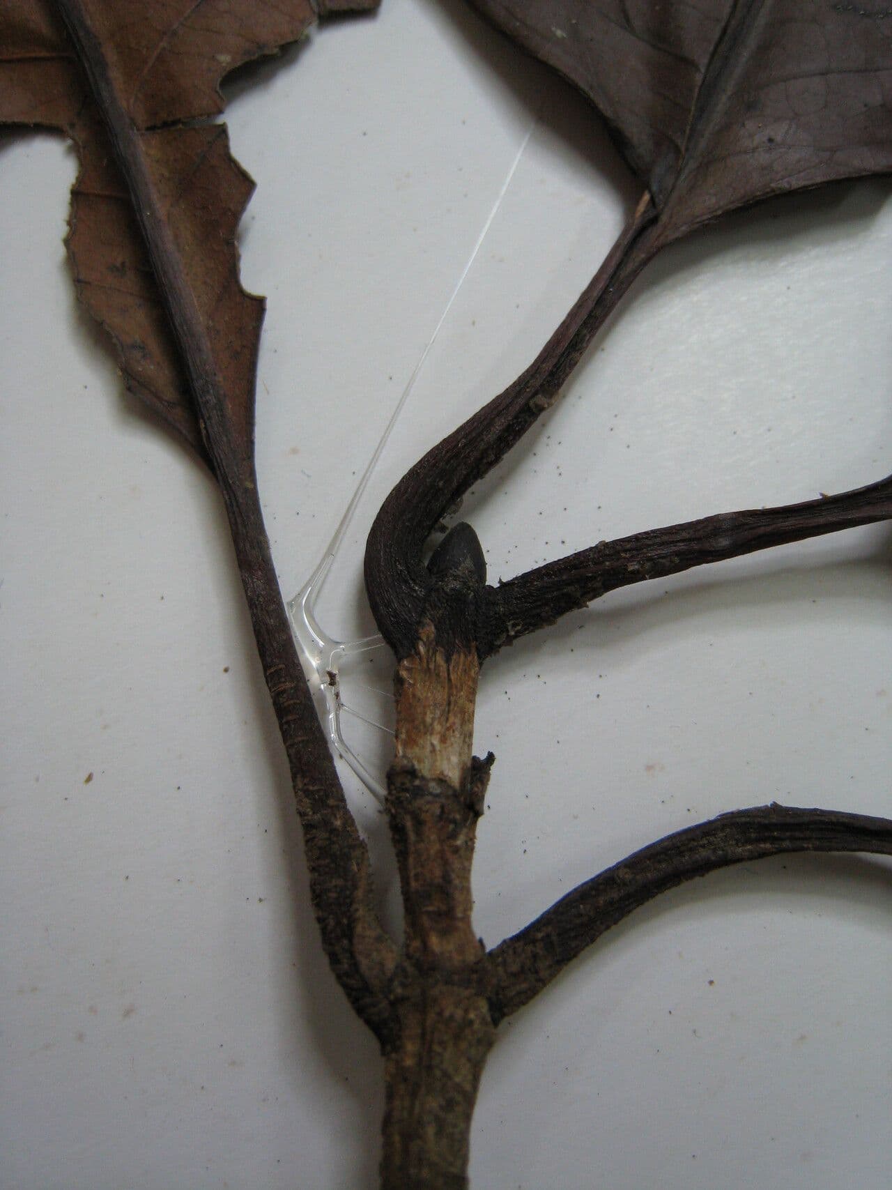 Stachyarrhena 7