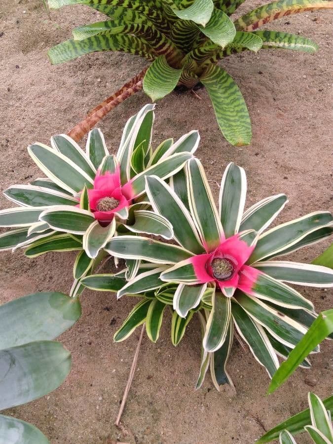 Bromelia arrossata 2