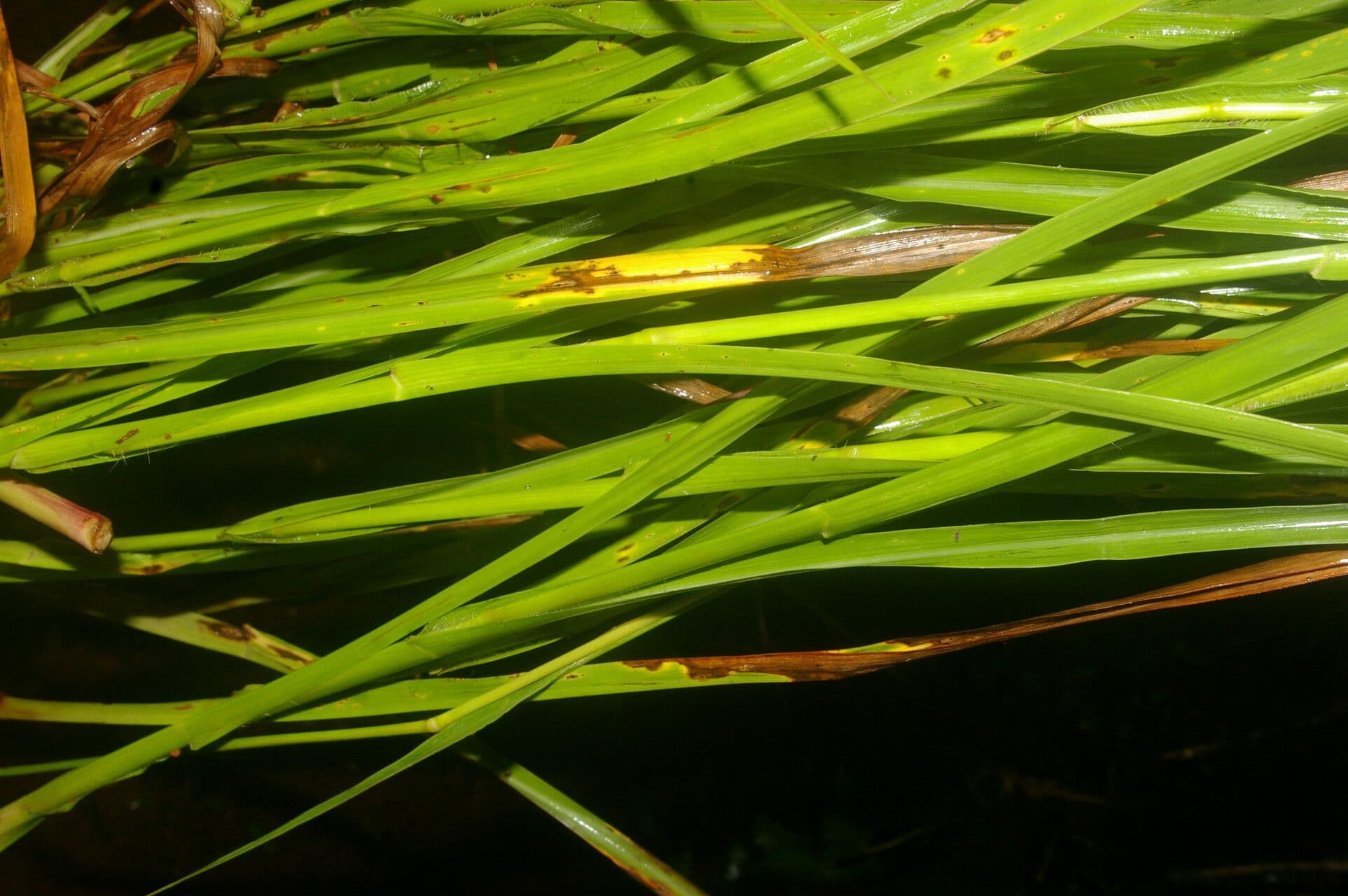 Paspalum plicatulum 14