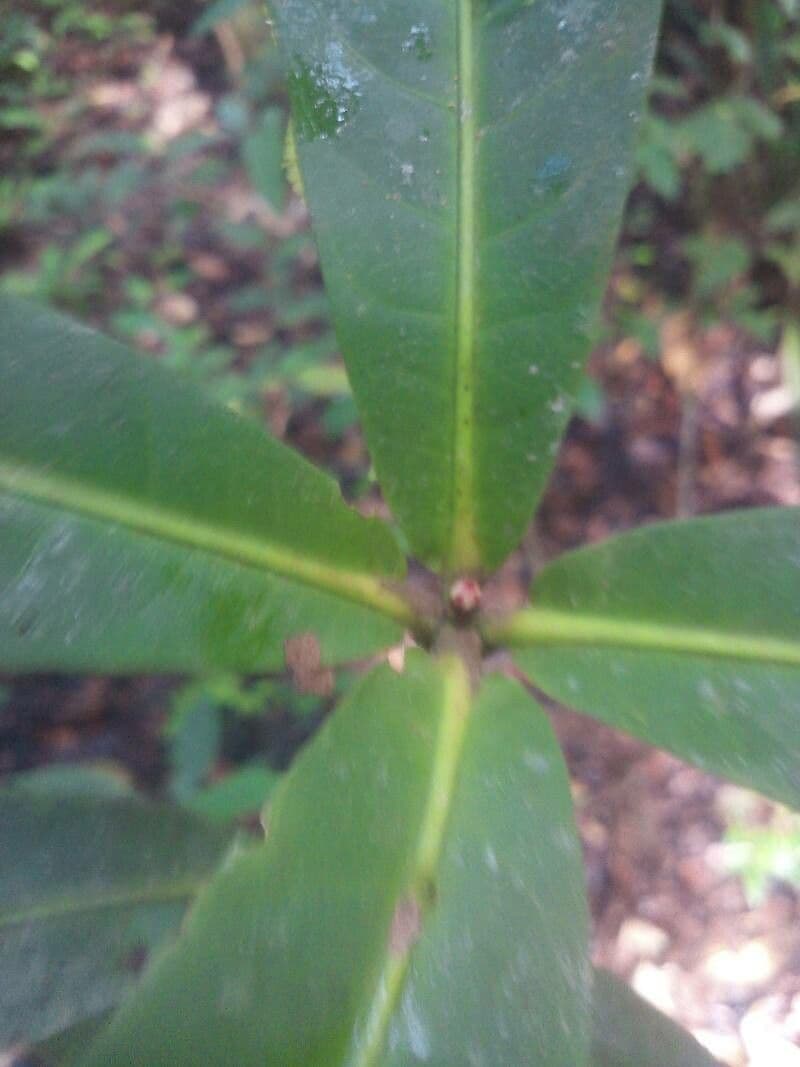 Ixora 3