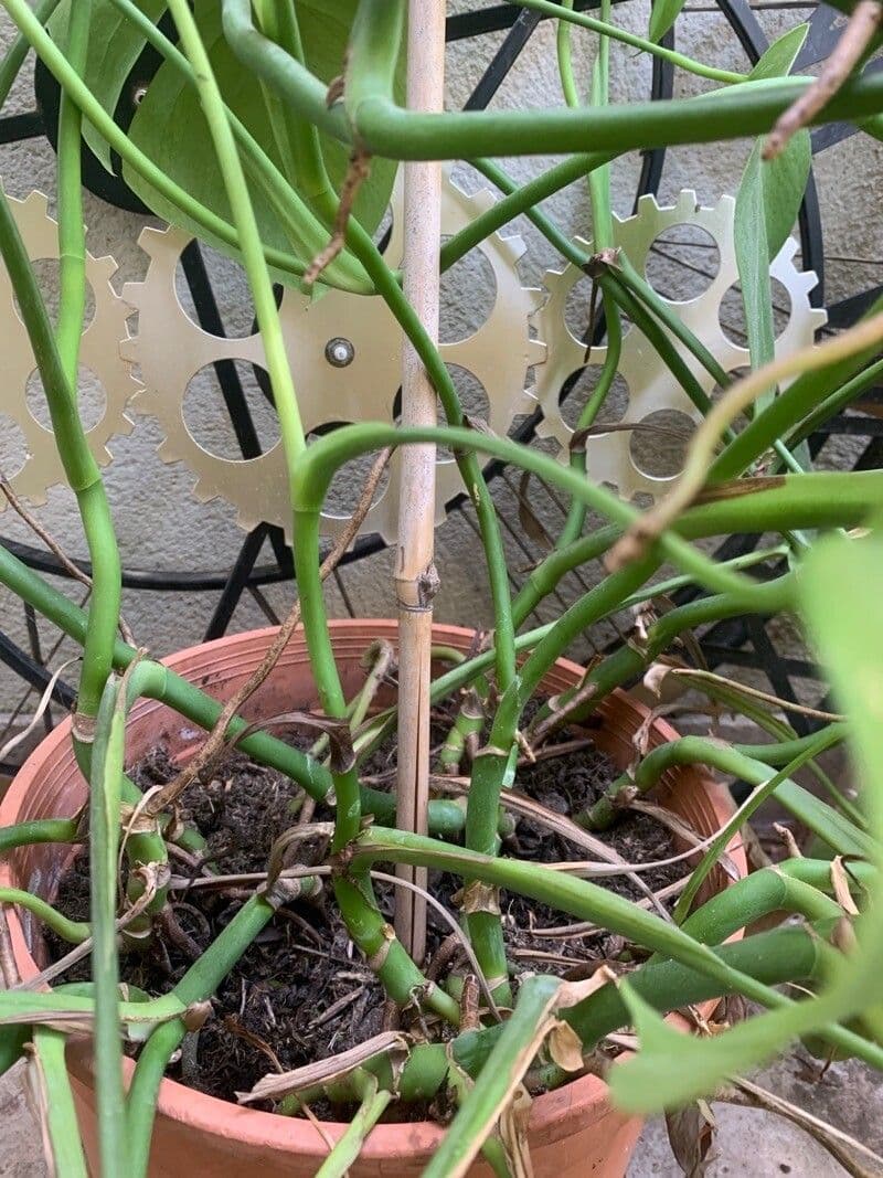 Philodendron 14
