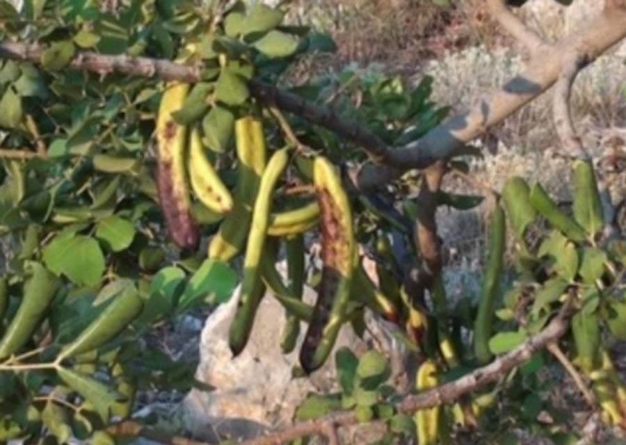 Prosopis