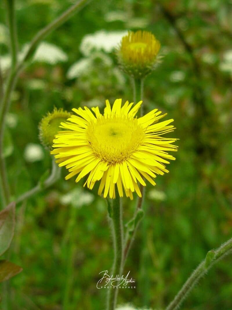 Pulicaria odora 7