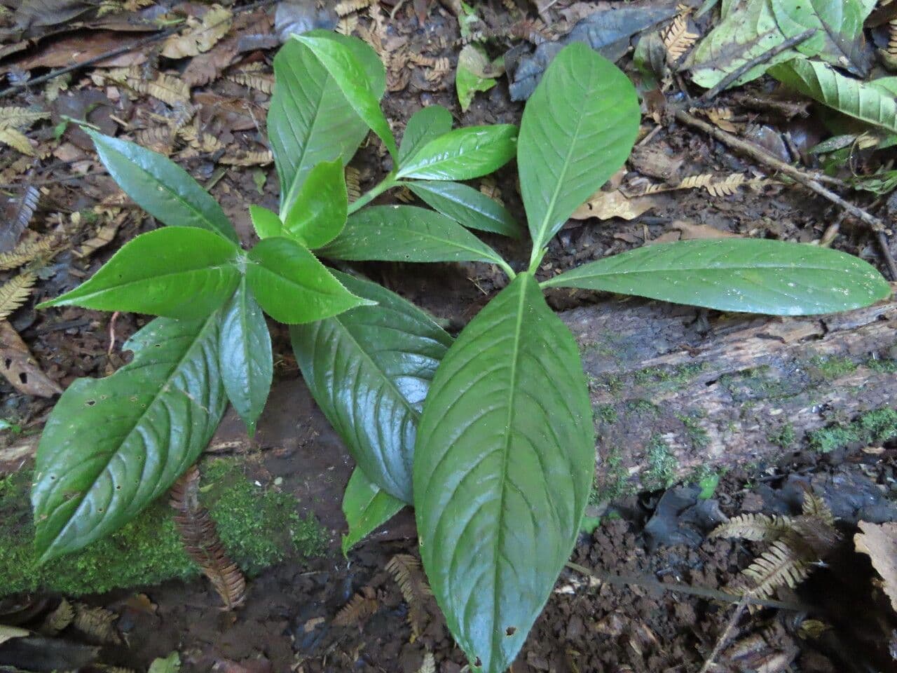 Hedyosmum 10