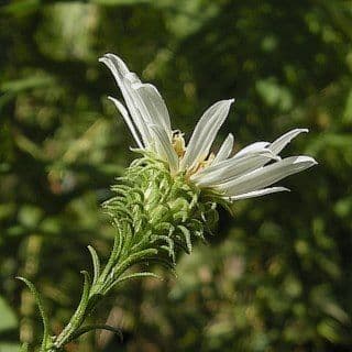Symphyotrichum 2