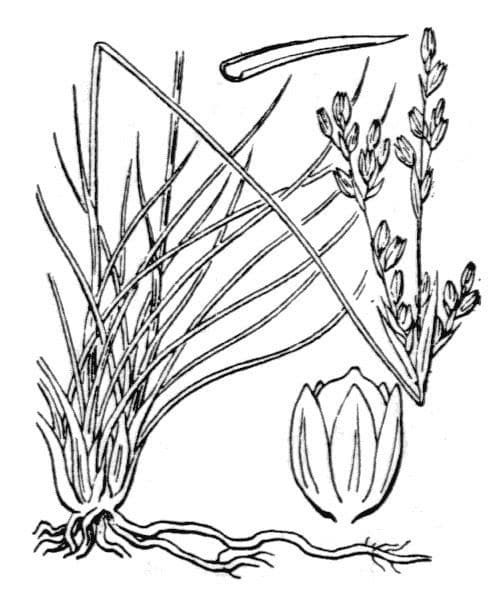 Sparrige Binse 24