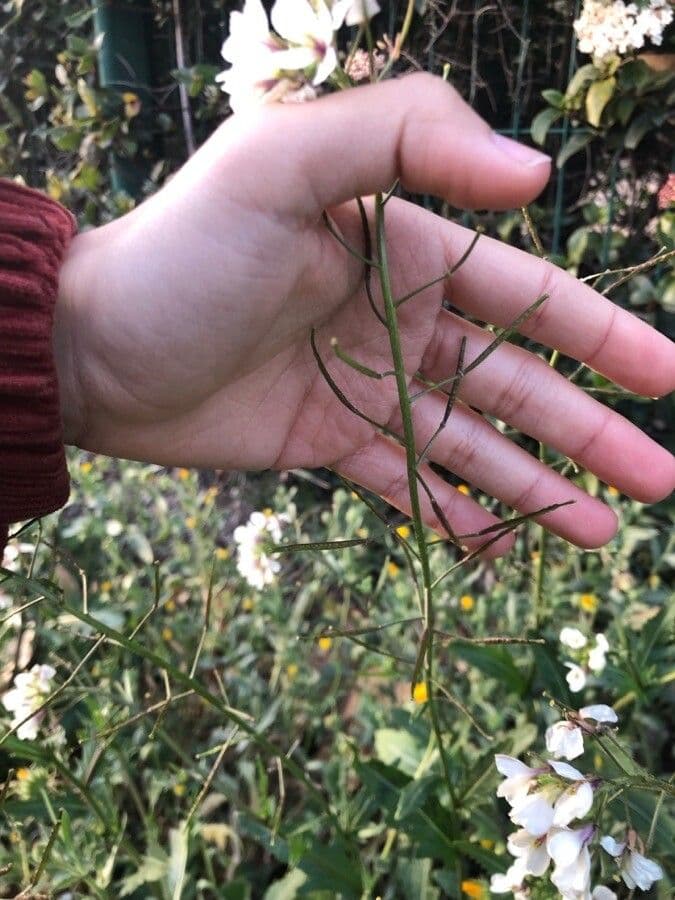 Rucola selvatica 3