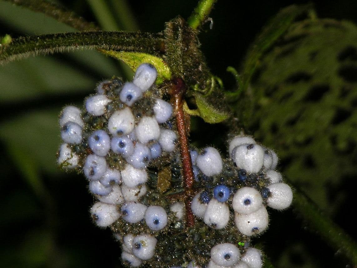 Psychotria 2