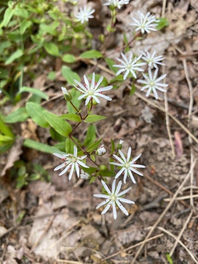 Stellaria pubescente 4