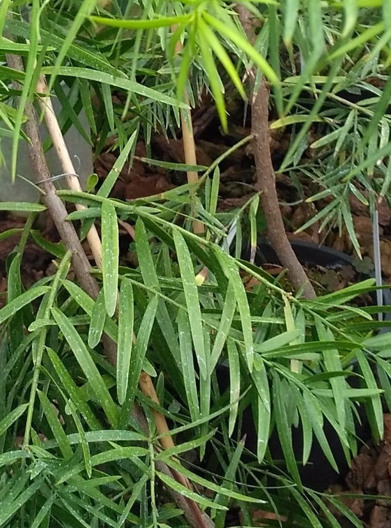 Falcatifolium 9