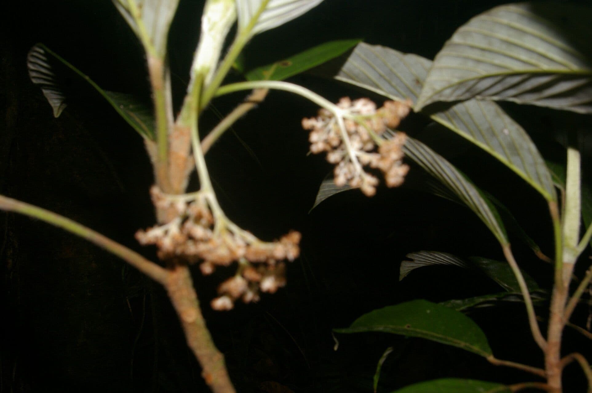 Pourouma