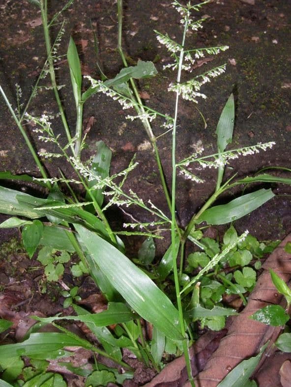 Panicum 3