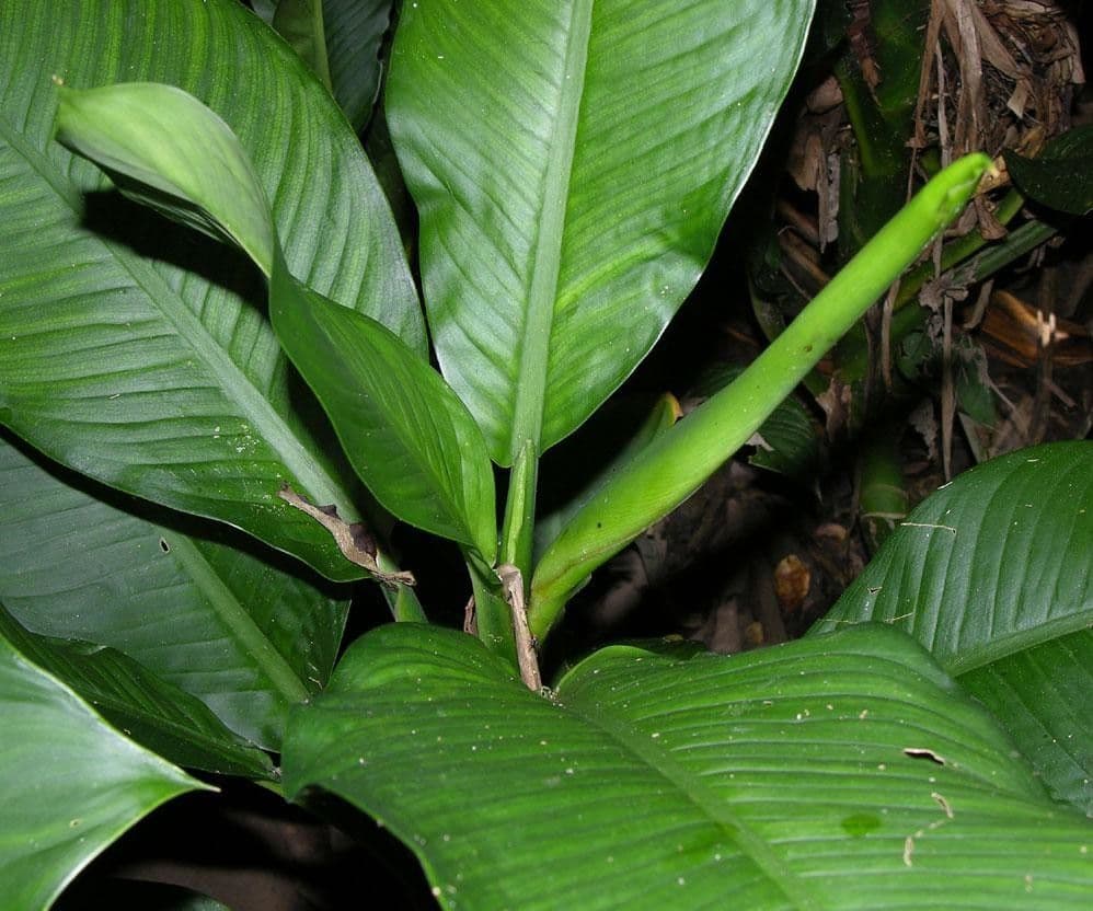 Dieffenbachie 6