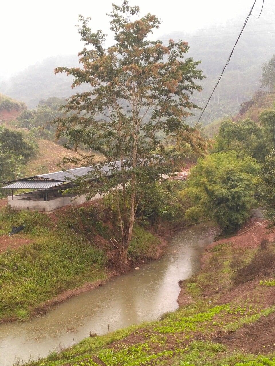 Kadamba 13