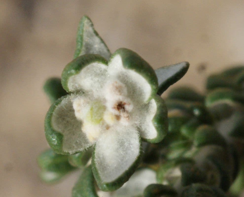 Timelea irsuta