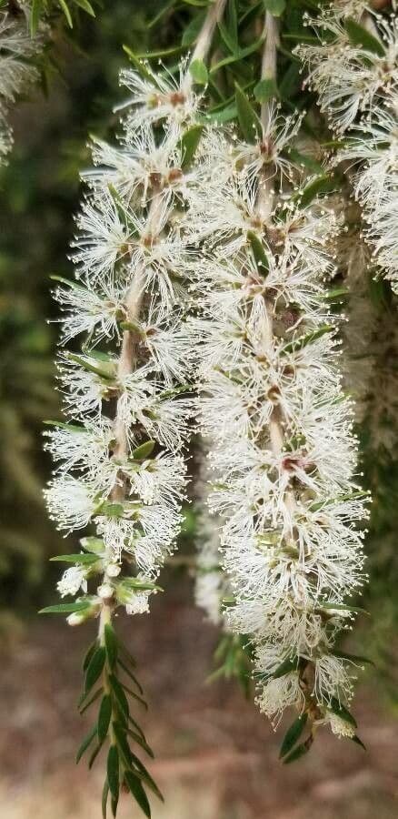 Melaleuca 4