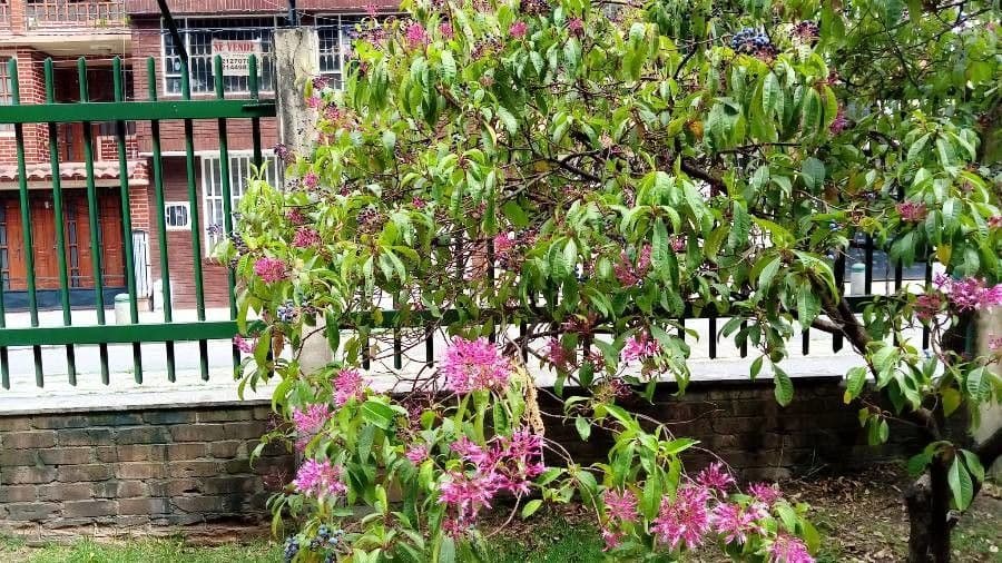 Fuchzia 20