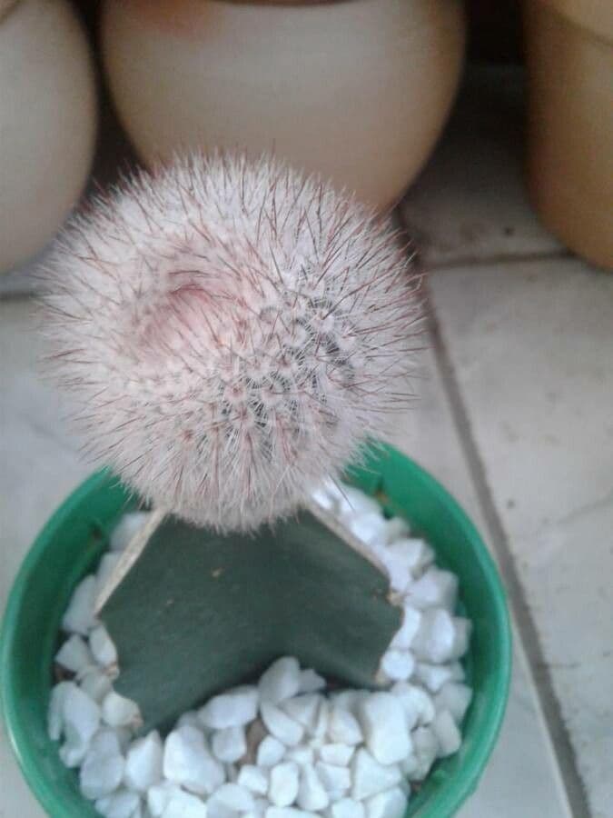 Parodia 15