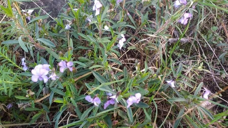Violette arborescente 11