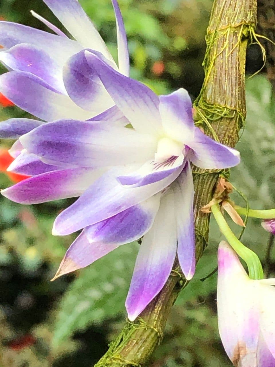 Dendrobium victoriae-reginae 8