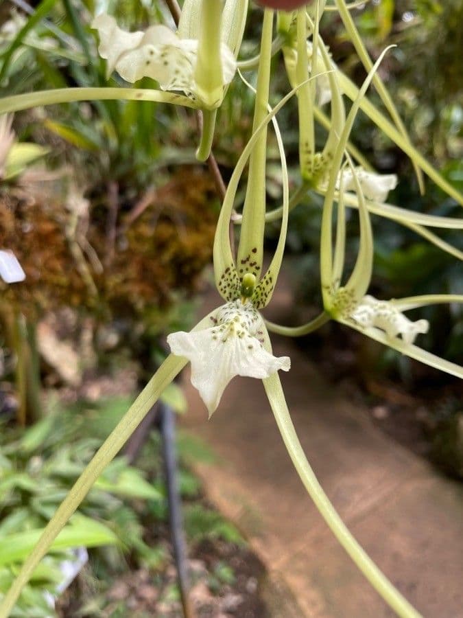 Brassia